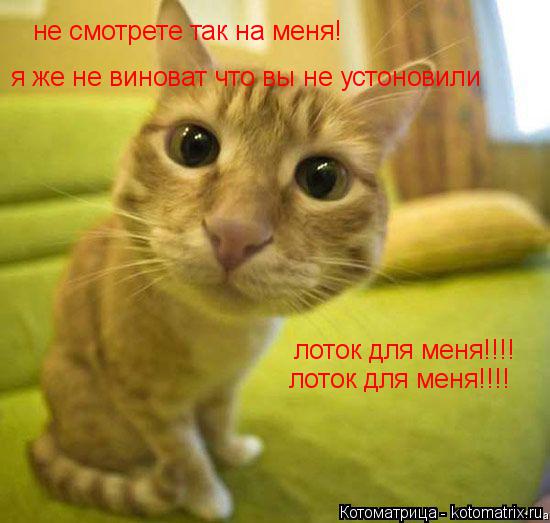 Котоматрица: не смотрете так на меня! я же не виноват что вы не устоновили  лоток для меня!!!! лоток для меня!!!!