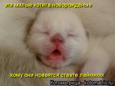 Котоматрица: эти милые котята новорождёные кому они нравятся ставте лайкккккк