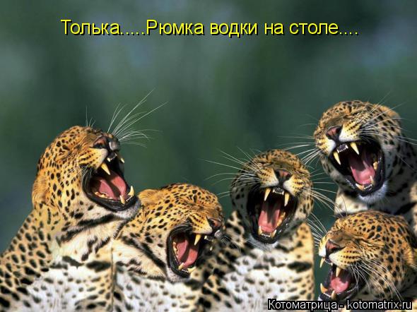 http://kotomatrix.ru/images/lolz/2014/02/09/kotomatritsa_-l.jpg