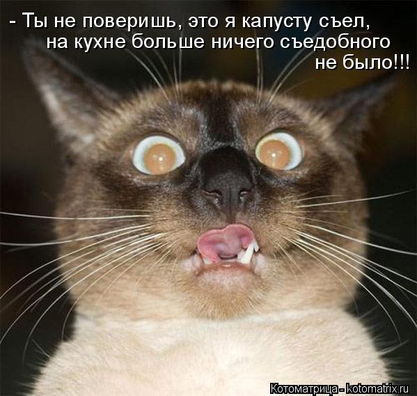 Котоматрица: - Ты не поверишь, это я капусту съел, на кухне больше ничего съедобного  не было!!!