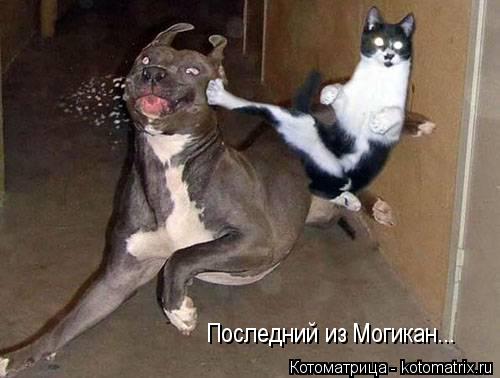 Котоматрица: Последний из Могикан...