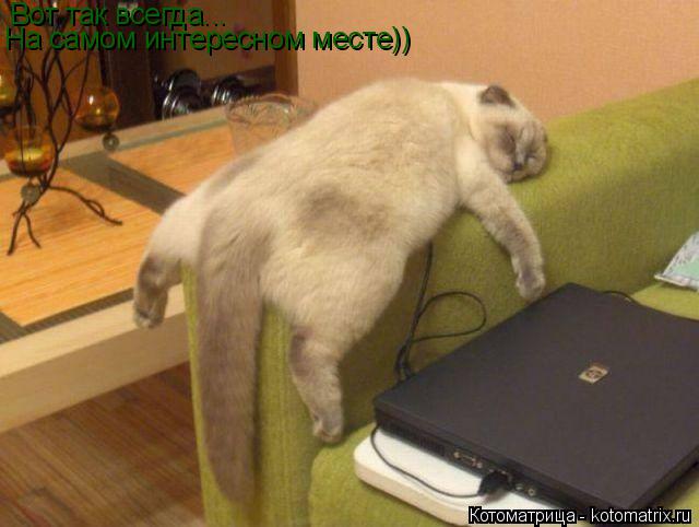 Котоматрица: Вот так всегда... На самом интересном месте))