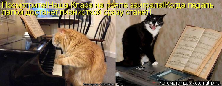 Котоматрица: Посмотрите!Наша Клара на рояле заиграла!Когда педаль лапой достанет,пианисткой сразу станет!