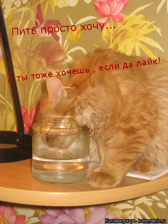 Котоматрица: Пить просто хочу...  А ты тоже хочешь , если да лайк!