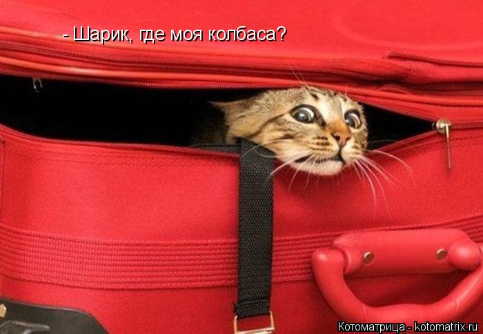 Котоматрица: - Шарик, где моя колбаса?