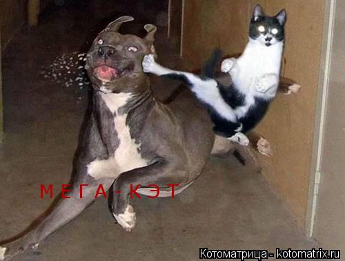 Котоматрица: М Е Г А - К Э Т