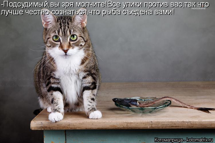 Котоматрица: -Подсудимый,вы зря молчите!Все улики против вас,так что лучше честно сознаться,что рыба съедена вами!
