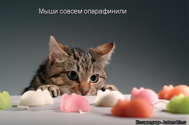 Котоматрица: Мыши совсем опарафинили