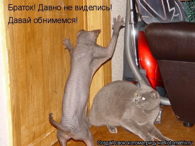 Котоматрица: Браток! Давно не виделись! Давай обнимемся!