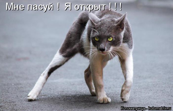 Мне пасуй ! Я открыт ! ! !... Котоматрица: Мне пасуй ! Я открыт ! ! !