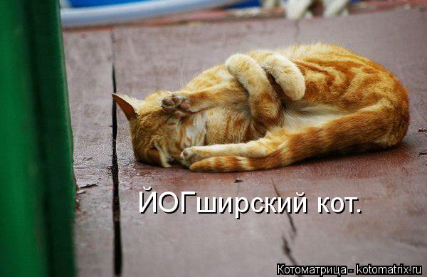 Котоматрица: ЙОГширский кот.