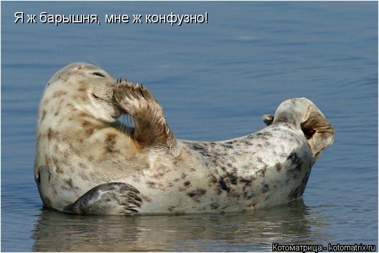 Котоматрица: Я ж барышня, мне ж конфузно!