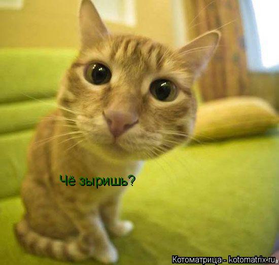 Котоматрица: Чё зыришь?