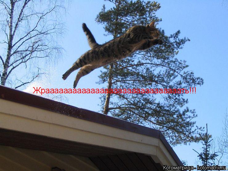 Котоматрица: Жраааааааааааааааааааааааааааааать!!!