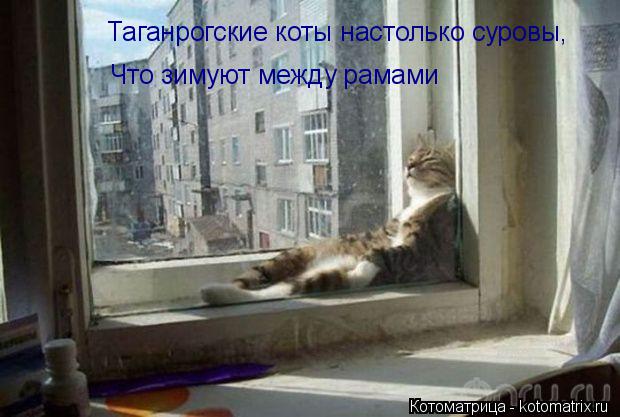 Котоматрица: Таганрогские коты настолько суровы, Что зимуют между рамами