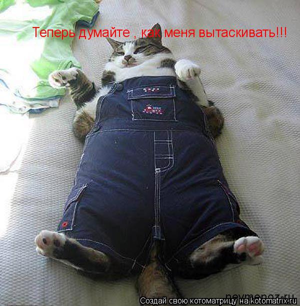 Котоматрица: Теперь думайте , как меня вытаскивать!!!