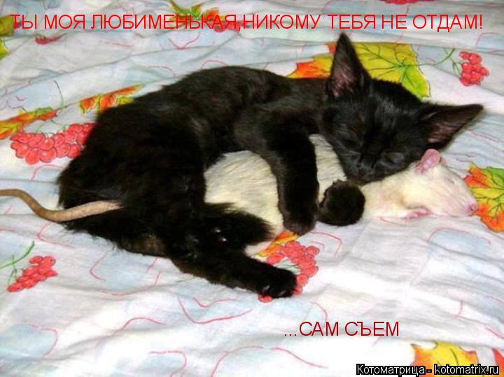 Котоматрица: ТЫ МОЯ ЛЮБИМЕНЬКАЯ,НИКОМУ ТЕБЯ НЕ ОТДАМ! ...САМ СЪЕМ