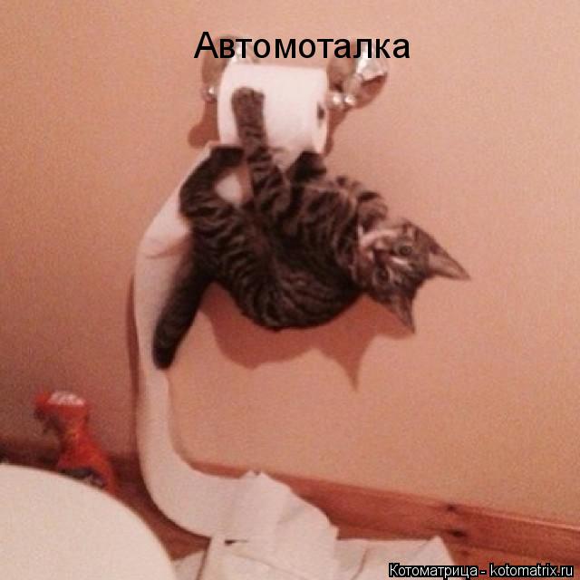 Автомоталка... Котоматрица: Автомоталка