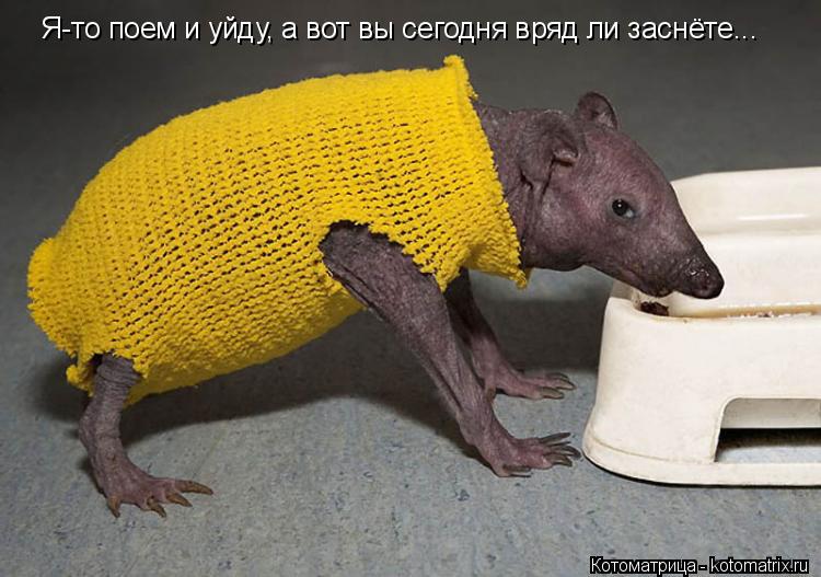 Котоматрица: Я-то поем и уйду, а вот вы сегодня вряд ли заснёте...
