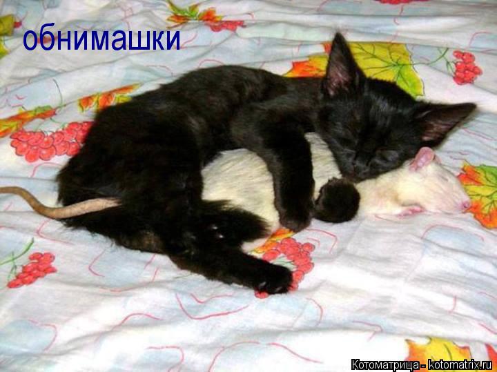 Котоматрица: обнимашки