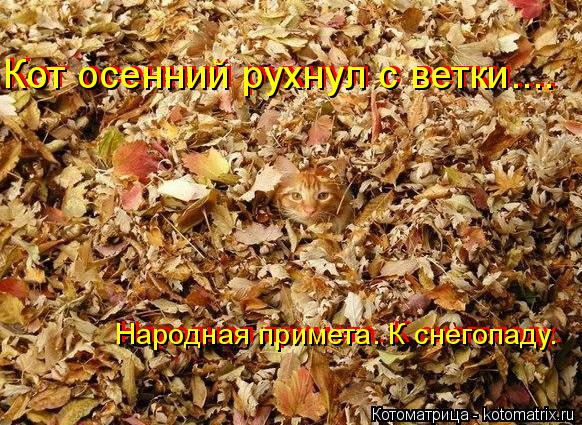 Котоматрица: Народная примета. К снегопаду. Народная примета. К снегопаду. Кот осенний рухнул с ветки.... Кот осенний рухнул с ветки....