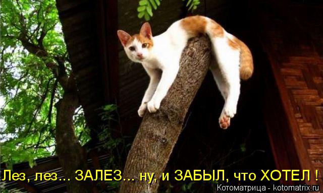 Котоматрица: Лез, лез... ЗАЛЕЗ... ну, и ЗАБЫЛ, что ХОТЕЛ !