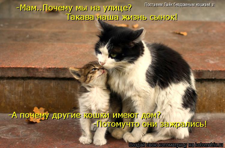 Котоматрица: -Мам..Почему мы на улице? Такава наша жизнь сынок! -А почему другие кошки имеют дом? -Потомучто они зажрались! Поставим Лайк бездомным кошкам! 