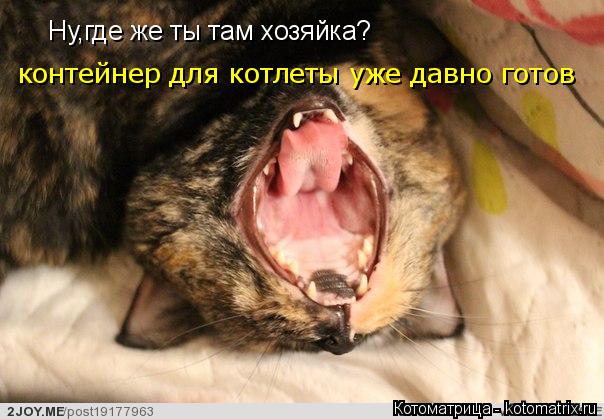 Ну,где же ты там хозяйка? контейнер для котлеты уже давно готов... Котоматрица: Ну,где же ты там хозяйка? контейнер для котлеты уже давно готов