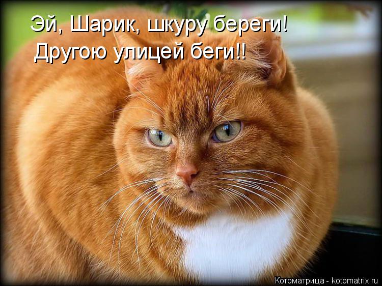 Котоматрица: Эй, Шарик, шкуру береги! Другою улицей беги!!