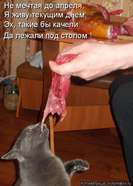 Не мечтая до апреля, Я живу текущим днём, Эх, такие бы качели Да лежали под столом !... Котоматрица: Не мечтая до апреля, Я живу текущим днём, Эх, такие бы качели Да лежали под столом !