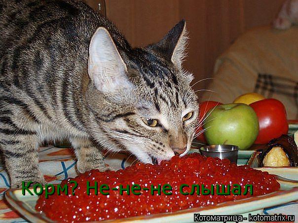Котоматрица: Корм? Не-не-не слышал