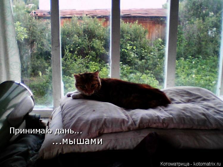Котоматрица: Принимаю дань... ...мышами