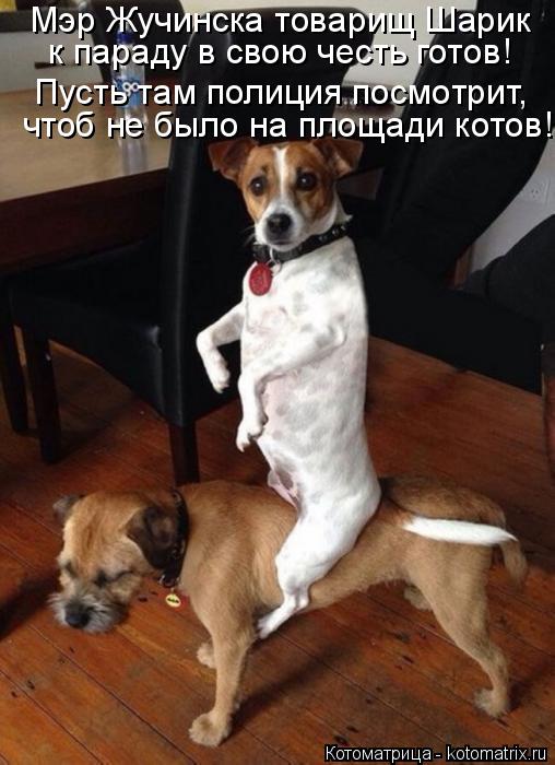 Котоматрица: Мэр Жучинска товарищ Шарик к параду в свою честь готов! Пусть там полиция посмотрит, чтоб не было на площади котов!