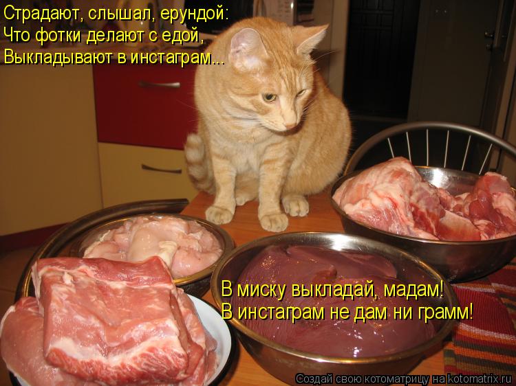 Котоматрица: Что фотки делают с едой, Страдают, слышал, ерундой: Выкладывают в инстаграм... В миску выкладай, мадам! В инстаграм не дам ни грамм!