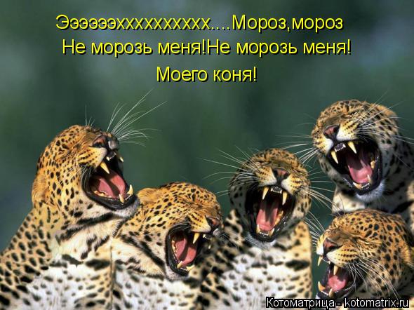 Котоматрица: Ээээээхххххххххх....Мороз,мороз Не морозь меня!Не морозь меня! Моего коня!