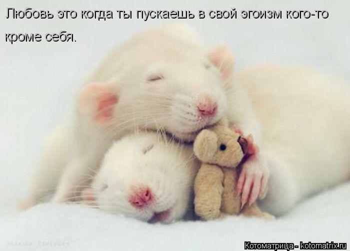Котоматрица: Любовь это когда ты пускаешь в свой эгоизм кого-то  кроме себя.