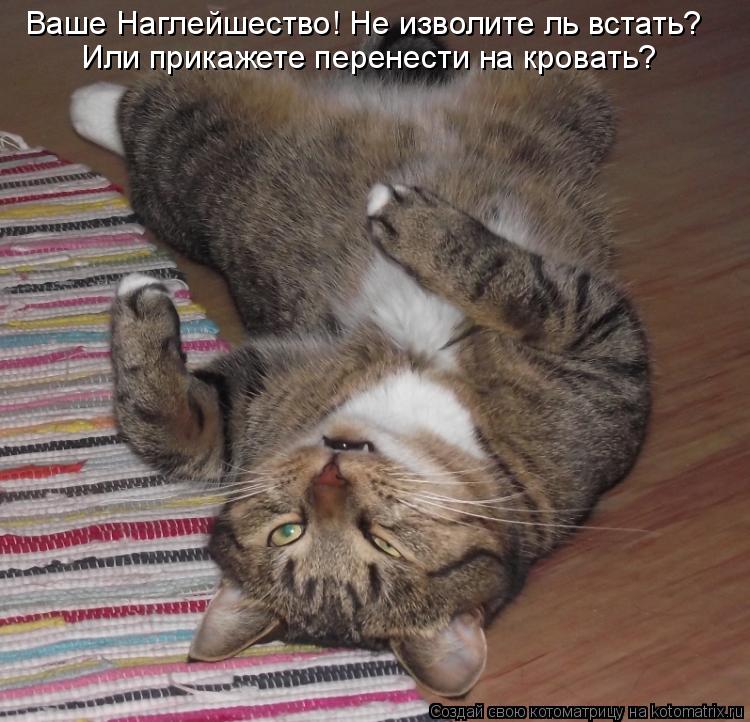 Котоматрица: Ваше Наглейшество! Не изволите ль встать? Или прикажете перенести на кровать?