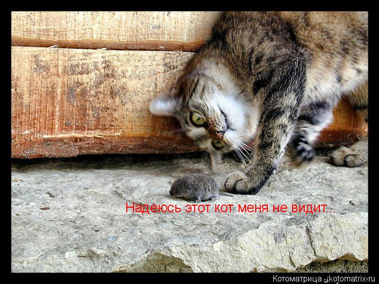 Котоматрица: Надеюсь этот кот меня не видит...