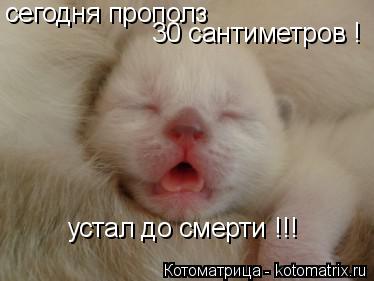 Котоматрица: сегодня прополз 30 сантиметров ! устал до смерти !!!