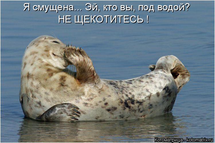 Котоматрица: Я смущена... Эй, кто вы, под водой? НЕ ЩЕКОТИТЕСЬ !