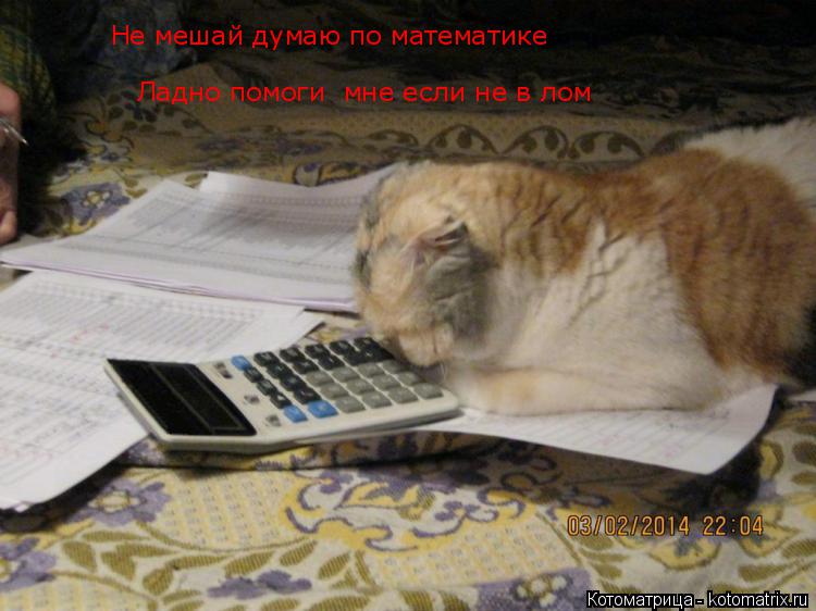 Котоматрица: Не мешай думаю по математике  Ладно помоги  мне если не в лом