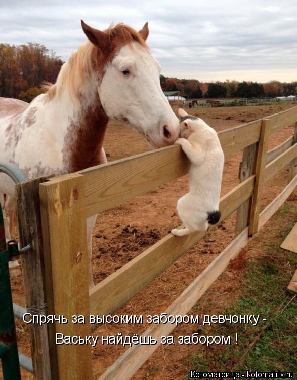 Спрячь за высоким забором девчонку - Ваську найдёшь за забором !... Котоматрица: Спрячь за высоким забором девчонку - Ваську найдёшь за забором !