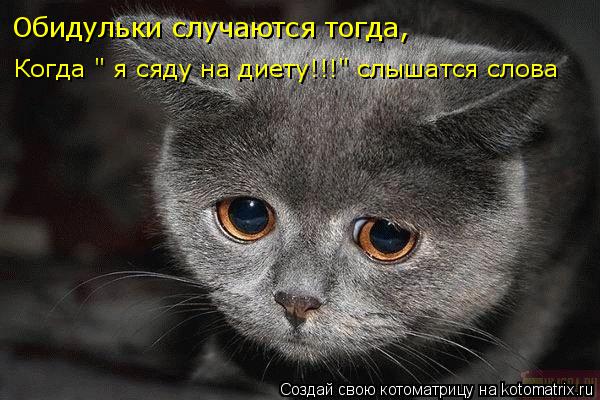 Котоматрица: Обидульки случаются тогда, Когда " я сяду на диету!!!" слышатся слова