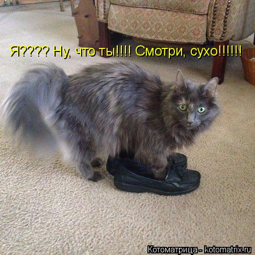 Котоматрица: Я???? Ну, что ты!!!! Я???? Ну, что ты!!!! Смотри, сухо!!!!!! Я???? Ну, что ты!!!! Смотри, сухо!!!!!!
