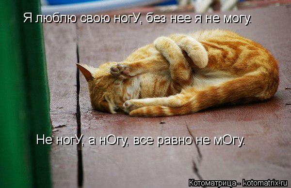 Котоматрица: Я люблю свою ногУ, без нее я не могу. Не ногУ, а нОгу, все равно не мОгу.