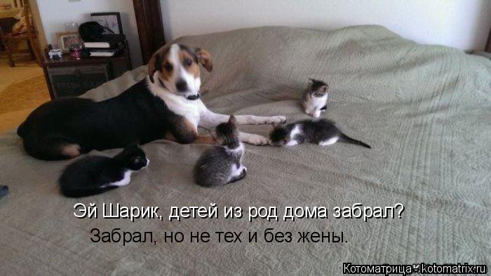 Эй Шарик, детей из род дома забрал? Забрал, но не тех и без жены.... Котоматрица: Эй Шарик, детей из род дома забрал? Забрал, но не тех и без жены.