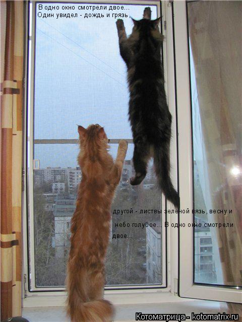 Котоматрица: В одно окно смотрели двое...  Один увидел - дождь и грязь, другой - листвы зеленой вязь, весну и  небо голубое... В одно окно смотрели двое...
