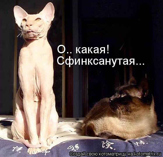Котоматрица: О.. какая! Сфинксанутая...