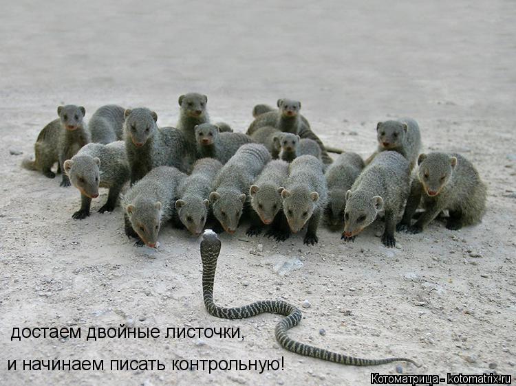 Котоматрица: достаем двойные листочки, и начинаем писать контрольную!