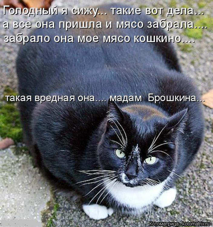 Котоматрица: Голодный я сижу... такие вот дела... а все она пришла и мясо забрала.... забрало она мое мясо кошкино.... такая вредная она.... мадам  Брошкина...